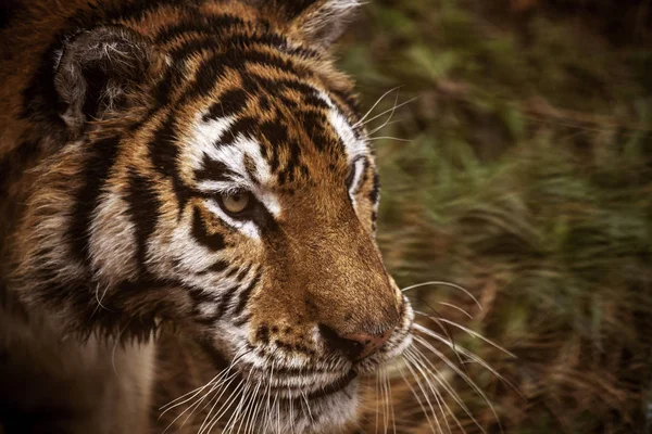 Gezicht van de Amur tijger close-up. Tiger. Siberische tijger, Amur tijger. — Stockfoto