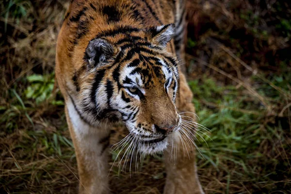 Amur kaplanı closeup yüzü. Kaplan. Sibirya kaplanı, Amur kaplanı. — Stok fotoğraf