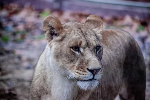 La ligra femenina. Cara de primer plano de un híbrido de tigre y león . — Foto de Stock
