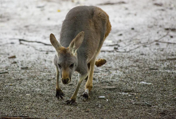 Känguru. Känguru wandert in der Savanne in Australien. — Stockfoto