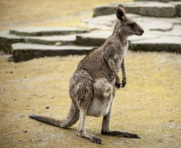 Ein großes weibliches Känguru. Australischer Nationalpark. — Stockfoto
