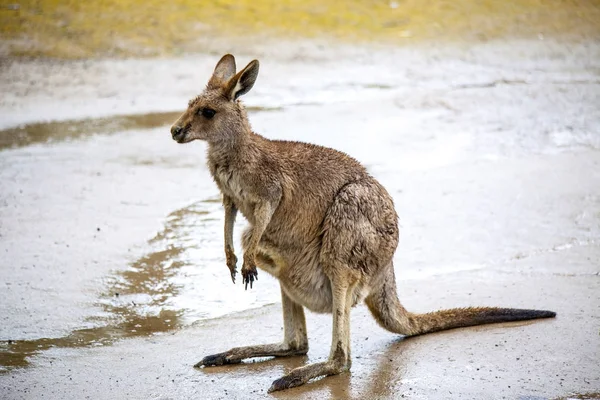Ένα μεγάλο θηλυκό καγκουρό. Αυστραλία εθνικό πάρκο. — Φωτογραφία Αρχείου