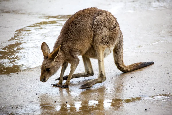 En stor kvinnlig känguru. Australien nationalpark. — Stockfoto