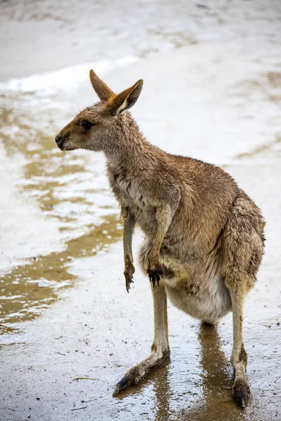 Ένα μεγάλο θηλυκό καγκουρό. Αυστραλία εθνικό πάρκο. — Φωτογραφία Αρχείου