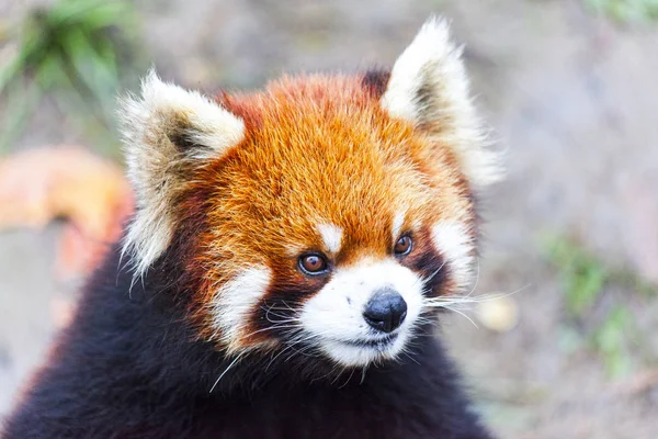 Vor dem Roten Panda. der männliche rote Panda auf der Wiese. China. — Stockfoto