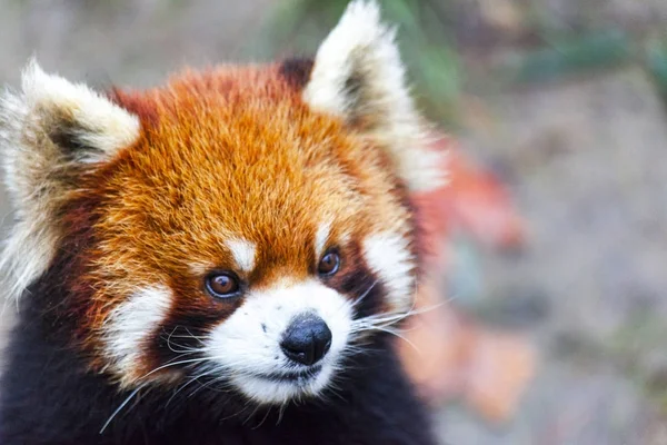 Face the red Panda. The male red Panda on the meadow . China. — Stock Photo, Image