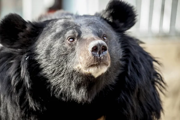 히말라야 곰입니다. 서커스 곰, 스윙에. 곰 클로즈업. — 스톡 사진
