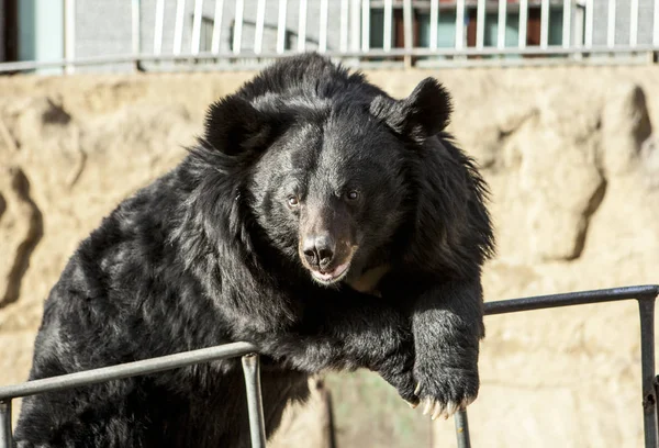 Orso himalayano. Orso da circo, su un'altalena. Primo piano dell'orso . — Foto Stock