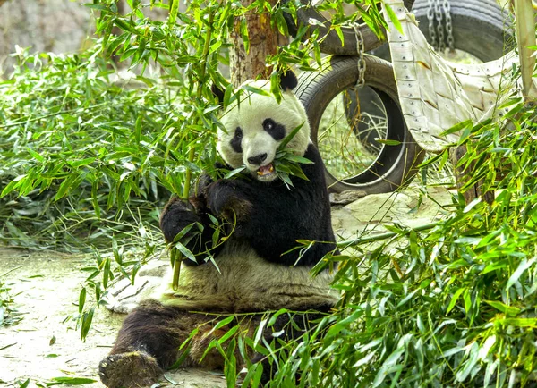 Giant Panda close-up. Panda eating shoots of bamboo