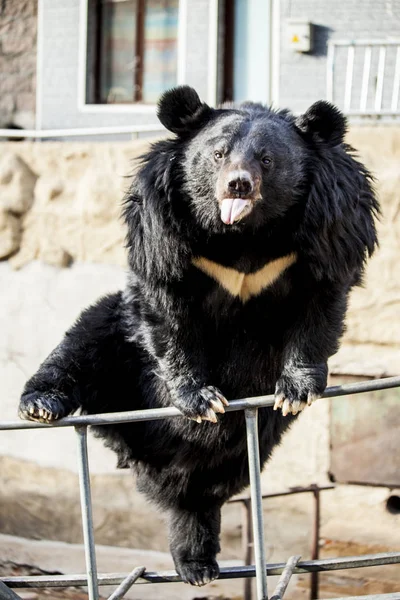 Himalájai medve. Cirkusz medve, a hinta. Medve közelről. — Stock Fotó