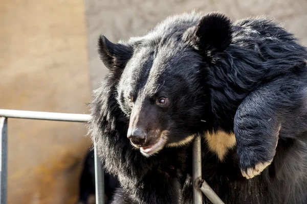 Αρκούδα των Ιμαλαΐων. Τσίρκο αρκούδα, σε μια κούνια. Αρκούδα γκρο πλαν. — Φωτογραφία Αρχείου