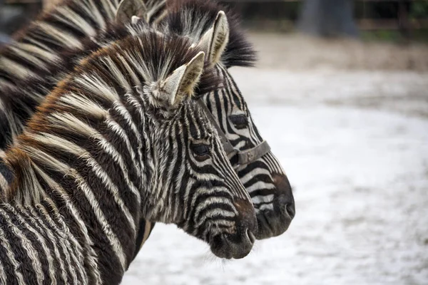 Two zebras. A family of zebras stand side by side. Zebras close-up. African zebra. — Stock Photo, Image