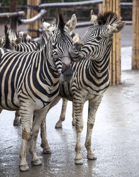 Two zebras. A family of zebras stand side by side. Zebras close-up. African zebra. — Stock Photo, Image