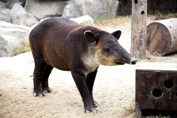 Een jonge tapir eet in de behuizing van de dierentuin — Stockfoto
