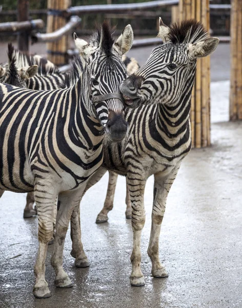 Deux zèbres. Une famille de zèbres se tient côte à côte. Gros plan sur les zèbres. Zèbre africain . — Photo