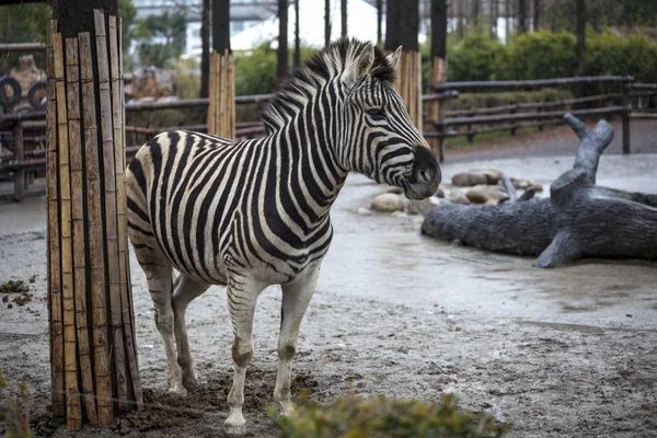 Zebra cabeça close-up. Bonita zebra de cavalo. Zebra africana . — Fotografia de Stock