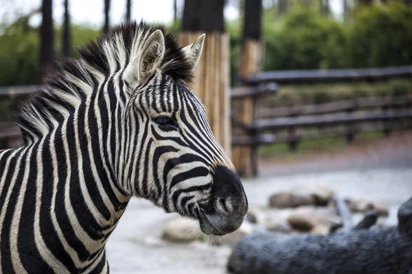 Zebra fej közelről. Gyönyörű ló zebra. Afrikai zebra. — Stock Fotó