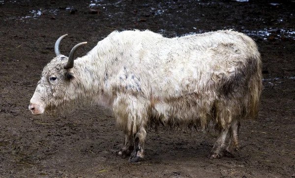 Yak. Un grande yak bianco in una fattoria in Tibet . — Foto Stock