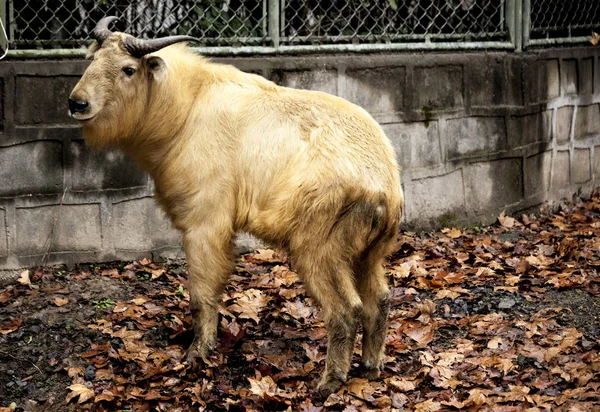 Toro. Quello grosso stava riposando nella fattoria. . — Foto Stock