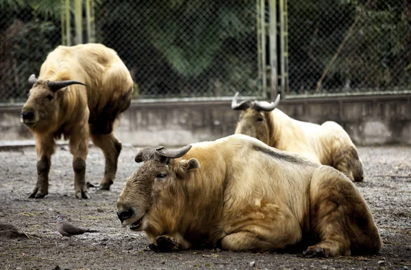 Bull. Grote rustte op de boerderij. — Stockfoto