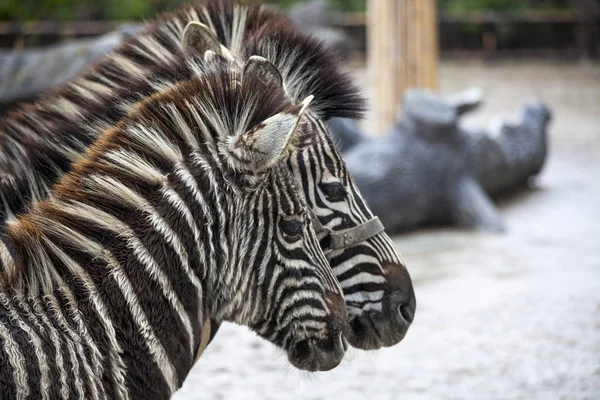 Two zebras. A family of zebras stand side by side. Zebras close-up. African zebra. — Stock Photo, Image