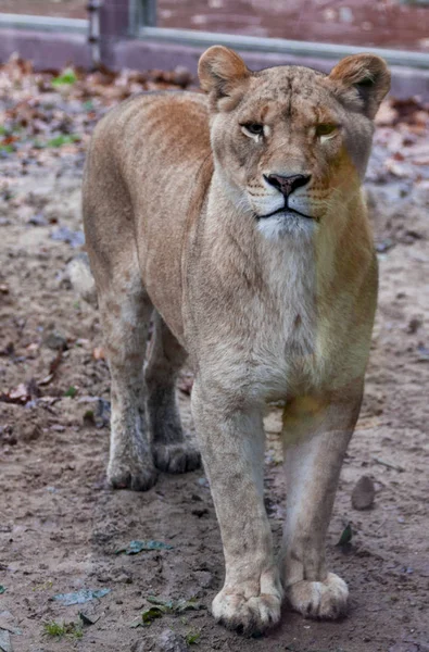 Den kvindelige ligra. Ansigt nærbillede af en hybrid af tiger og løve . - Stock-foto