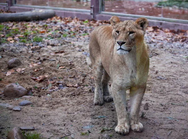 The female ligra. Face closeup of a hybrid of tiger and lion. — Stock Photo, Image