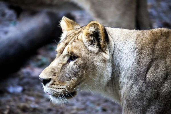 Den kvindelige ligra. Ansigt nærbillede af en hybrid af tiger og løve . - Stock-foto