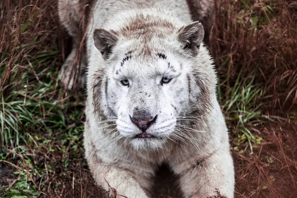 白 ligr 躺在动物园的鸟舍散步。Ligr狮子和老虎的杂交。一个大的男性 ligra. — 图库照片