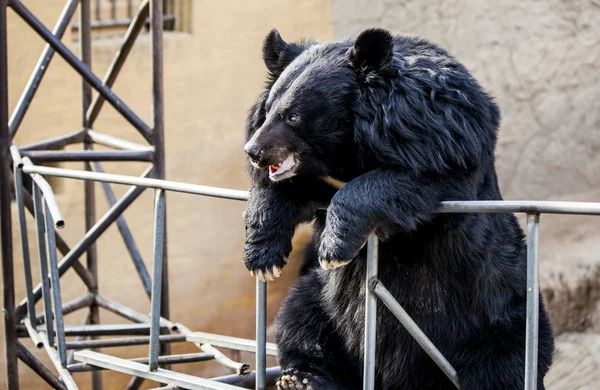 Гималайский медведь. Цирковой медведь, на качелях. Медведь крупным планом . — стоковое фото
