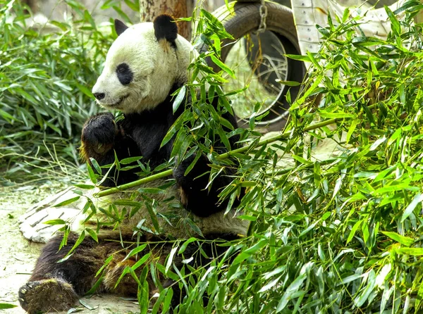 Giant Panda close-up. Panda eating shoots of bamboo