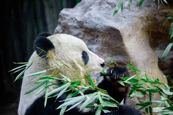 Großer Panda aus nächster Nähe. Panda frisst Triebe aus Bambus — Stockfoto