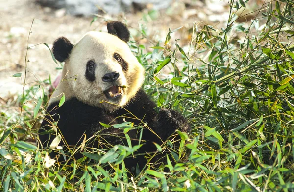 Großer Panda aus nächster Nähe. Panda frisst Triebe aus Bambus — Stockfoto