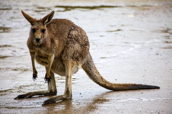 Кенгуру. Кенгуру гуляет по саванне в Австралии . — стоковое фото