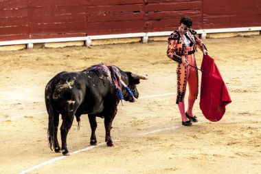 Boğa son savaşı. Bir boğa ve Boğa güreşçisi mücadele. İspanyol boğa güreşi. . Öfkeli boğa Boğa güreşçisi saldırır. Corrida de toros.