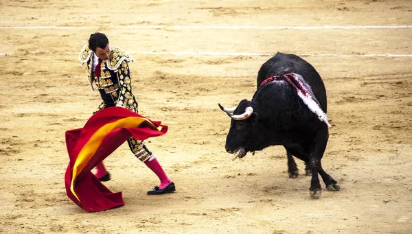 Um Touro ferido prepara-se para atacar Torero. O touro enfurecido ataca o toureiro. Corrida de toros . — Fotografia de Stock