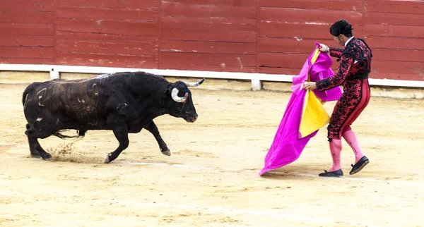 The last battle of the bull.The fight of a bull and bullfighter. Spanish bullfight. .The enraged bull attacks the bullfighter. Corrida de toros. — Stock Photo, Image