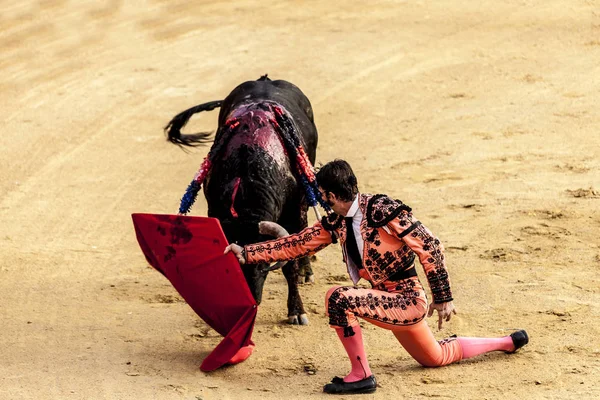 Den sista striden av tjuren. Slagsmål av en bull och tjurfäktare. Spanska tjurfäktningen. . Rasande tjuren angriper tjurfäktaren. Corrida de toros. — Stockfoto