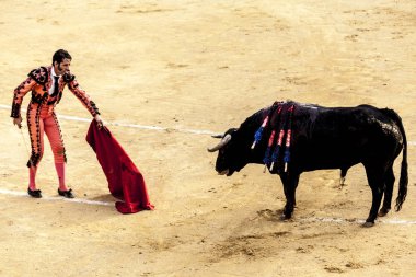 Boğa son savaşı. Bir boğa ve Boğa güreşçisi mücadele. İspanyol boğa güreşi. Corrida de toros.