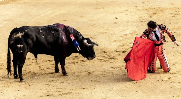 Den sista striden av tjuren. Slagsmål av en bull och tjurfäktare. Spanska tjurfäktningen. Corrida de toros. — Stockfoto