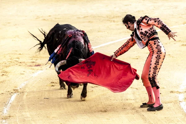 Den sista striden av tjuren. Slagsmål av en bull och tjurfäktare. Spanska tjurfäktningen. Corrida de toros. — Stockfoto