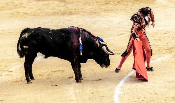 Corrida de toros. The last battle of the bull. The fight of a bull and bullfighter. Испанский бой быков. Коррида-де-торош . — стоковое фото