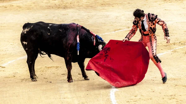 Corrida de toros. Den sista striden av tjuren. Slagsmål av en bull och tjurfäktare. Spanska tjurfäktningen. Corrida de toros. — Stockfoto