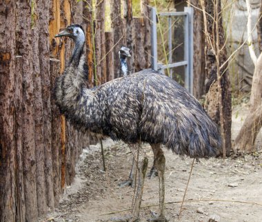 Afrikalı Devekuşu çiftliği erkek.