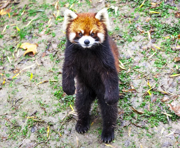 Red Panda. Red Panda stands on its hind legs.Red Panda closeup. — Stock Photo, Image