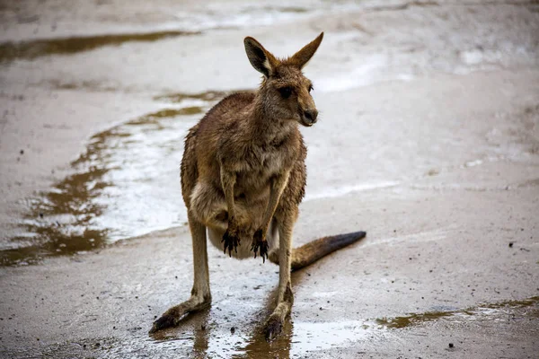 Canguro. Passeggiate in canguro nella savana in Australia . — Foto Stock