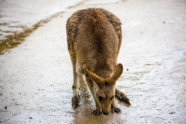 Canguro. Passeggiate in canguro nella savana in Australia . — Foto Stock