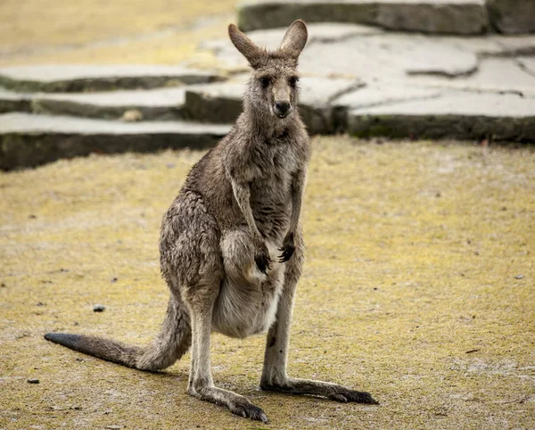 Känguru. Känguru wandert in der Savanne in Australien. — Stockfoto