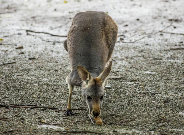 Känguru. Känguru wandert in der Savanne in Australien. — Stockfoto