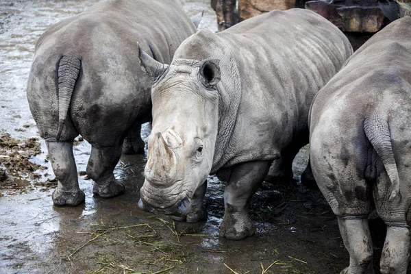 Rodina nosorožci u řeky. Velké nosorožci. — Stock fotografie